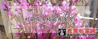 杜鹃花干枝能养多久