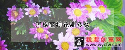 玛格丽特花期多久