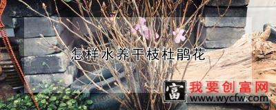 怎样水养干枝杜鹃花