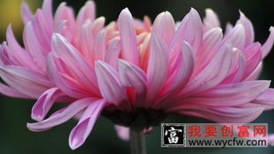 菊花盆栽的<a href=https://www.wycfw.com/e/tags/?tagid=63 target=_blank class=infotextkey><a href=https://www.wycfw.com/yangzhi/ target=_blank class=infotextkey>养殖</a></a>方法与注意事项