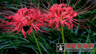 彼岸花怎样种植才开花