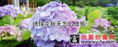 绣球花秋天怎么修剪