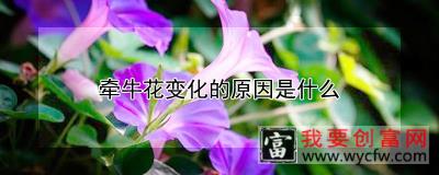 牵牛花变化的原因是什么