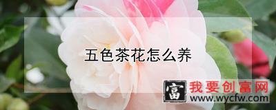 五色茶花怎么养