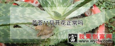 芦荟11月开花正常吗