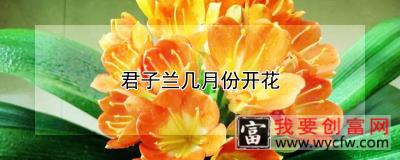 君子兰几月份开花