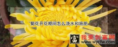 菊花开花期间怎么浇水和施肥