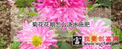 菊花花期怎么浇水施肥