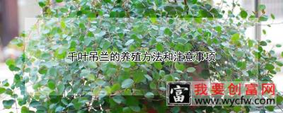 千叶吊兰的养殖方法和注意事项