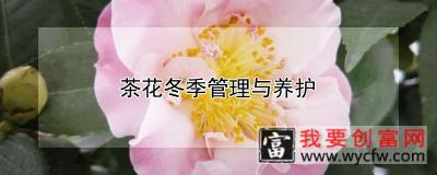 茶花冬季管理与养护