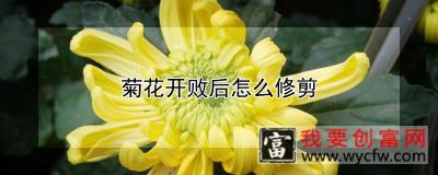 菊花开败后怎么修剪