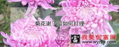 菊花谢了后如何打理