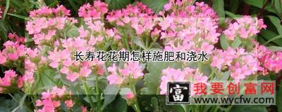 长寿花花期怎样施肥和浇水