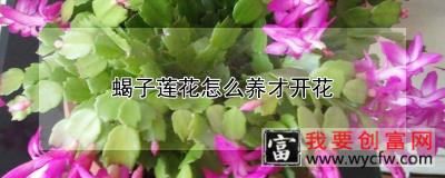 蝎子莲花怎么养才开花