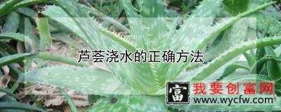 芦荟浇水的正确方法