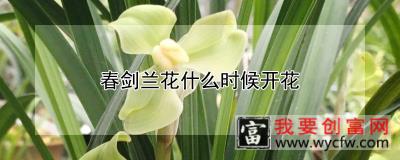 春剑兰花什么时候开花