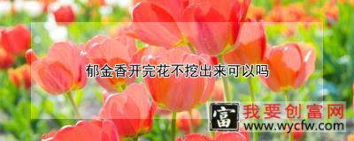 郁金香开完花不挖出来可以吗