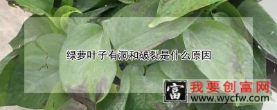 绿萝叶子有洞和破裂是什么原因