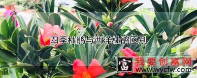 四季杜鹃与西洋杜鹃区別