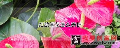 红鹅掌花怎么养护