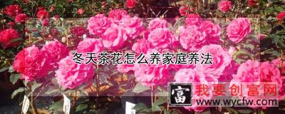 冬天茶花怎么养家庭养法