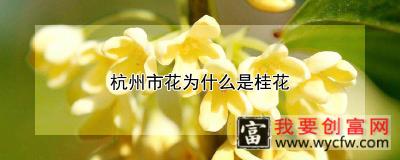 杭州市花为什么是桂花