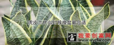 虎皮兰什么时候换盆最合适