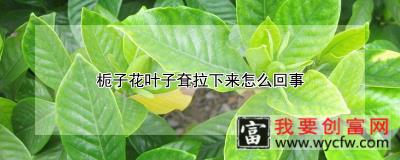 栀子花叶子耷拉下来怎么回事