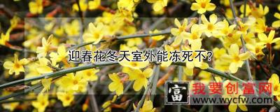 迎春花冬天室外能冻死不?