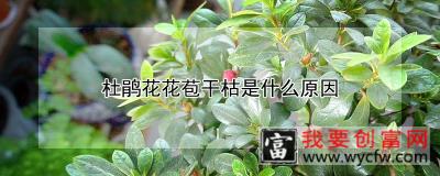 杜鹃花花苞干枯是什么原因