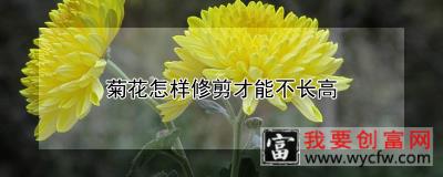 菊花怎样修剪才能不长高