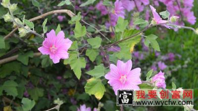 芙蓉花是什么季节开的