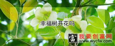 幸福树开花吗