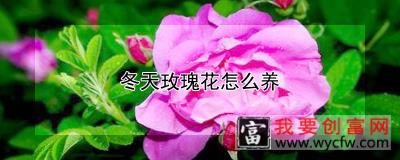 冬天玫瑰花怎么养