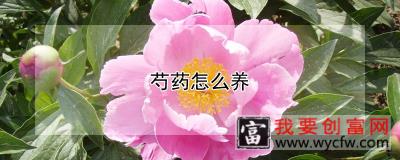 芍药怎么养