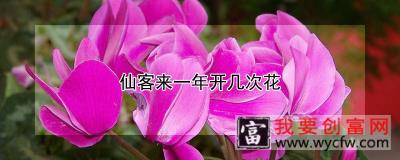 仙客来一年开几次花