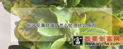 栀子花黄叶落叶怎么处理什么原因