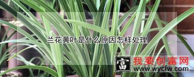 兰花黄叶是什么原因怎样处理