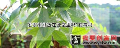 发财树能放在卧室里吗？有毒吗