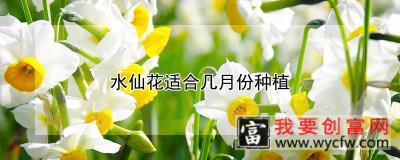 水仙花适合几月份种植