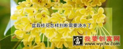 盆栽桂花怎样判断需要浇水了