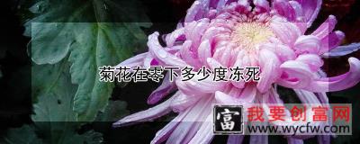 菊花在零下多少度冻死