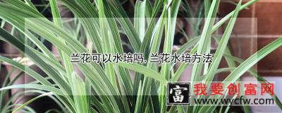 兰花可以水培吗，兰花水培方法