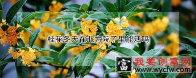 桂花冬天在北方院子里能活吗