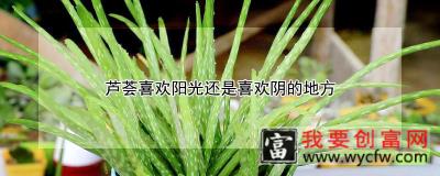 芦荟喜欢阳光还是喜欢阴的地方