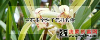 兰花根全烂了怎样救活