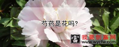 芍药是花吗？