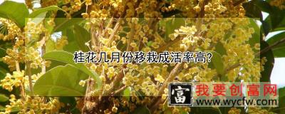 桂花几月份移栽成活率高?