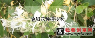 金银花<a href=https://www.wycfw.com/e/tags/?tagid=130 target=_blank class=infotextkey>种植技术</a>