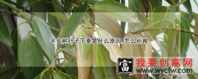 平安树叶子下垂是什么原因，怎么补救